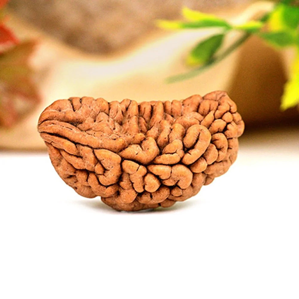 Eka Mukhi Rudraksha™ | Link to Lord Shiva