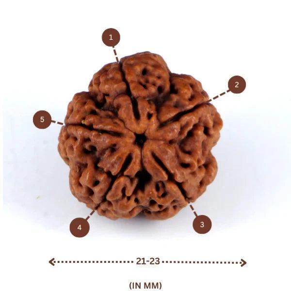 Panch Mukhi Rudraksha™ | Presence of Shivji
