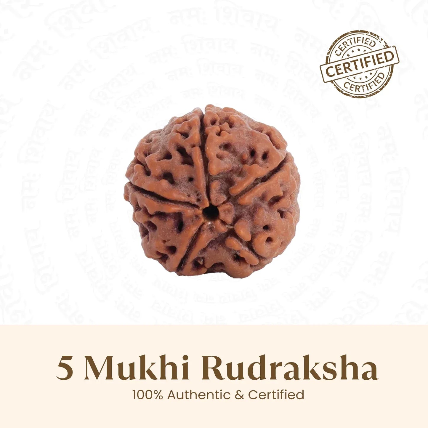 Panch Mukhi Rudraksha™ | Presence of Shivji