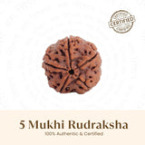 Panch Mukhi Rudraksha™ | Presence of Shivji