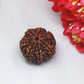 7 Mukhi Rudraksha™ | Rise with Lakshmi’s Grace