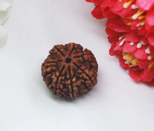 7 Mukhi Rudraksha™ | Rise with Lakshmi’s Grace