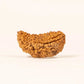 Eka Mukhi Rudraksha™ | Link to Lord Shiva