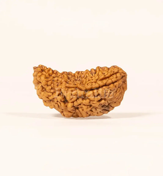 Eka Mukhi Rudraksha™ | Link to Lord Shiva