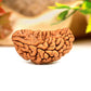 Eka Mukhi Rudraksha™ | Link to Lord Shiva