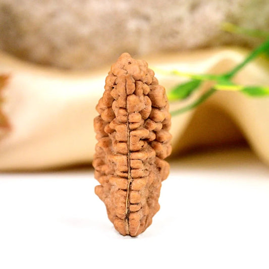 Eka Mukhi Rudraksha™ | Link to Lord Shiva