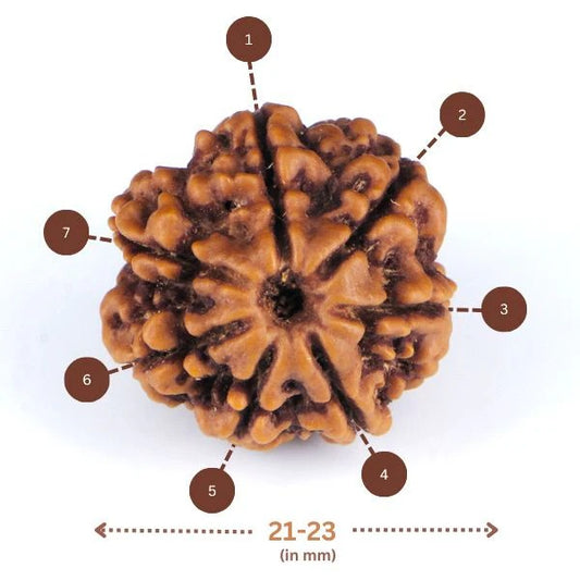 7 Mukhi Rudraksha™ | Rise with Lakshmi’s Grace