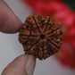 7 Mukhi Rudraksha™ | Rise with Lakshmi’s Grace