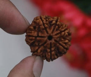 7 Mukhi Rudraksha™ | Rise with Lakshmi’s Grace
